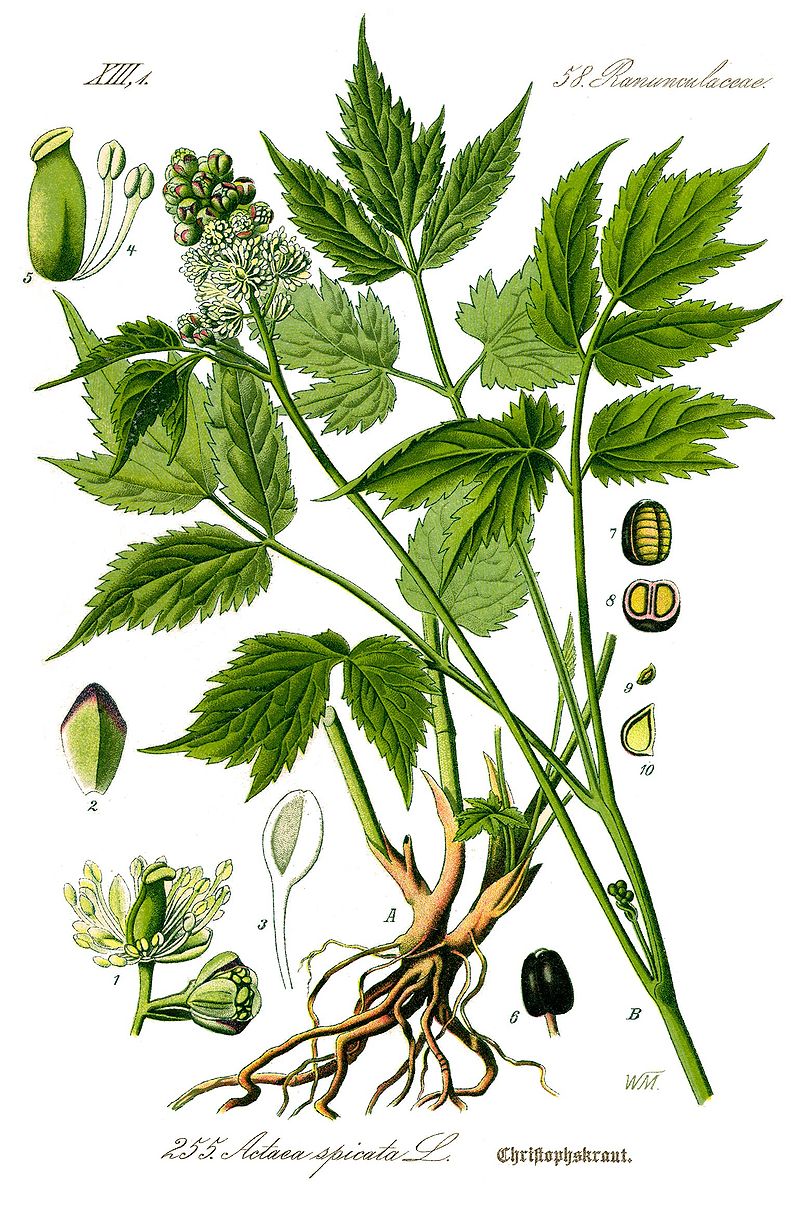 Illustration Actaea spicata0 clean.jpg