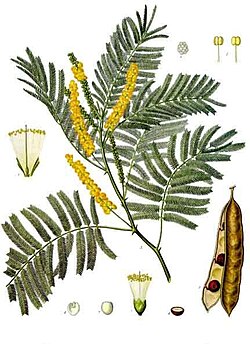 Acacia catechu - Köhler–s Medizinal-Pflanzen-003.jpg