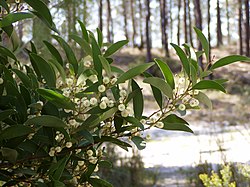 Acacia melanoxylon branch.jpg