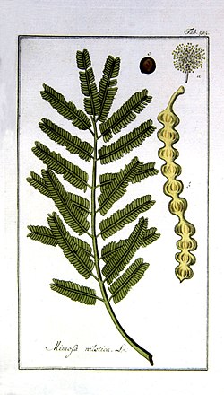 Acacia-nilotica.jpg