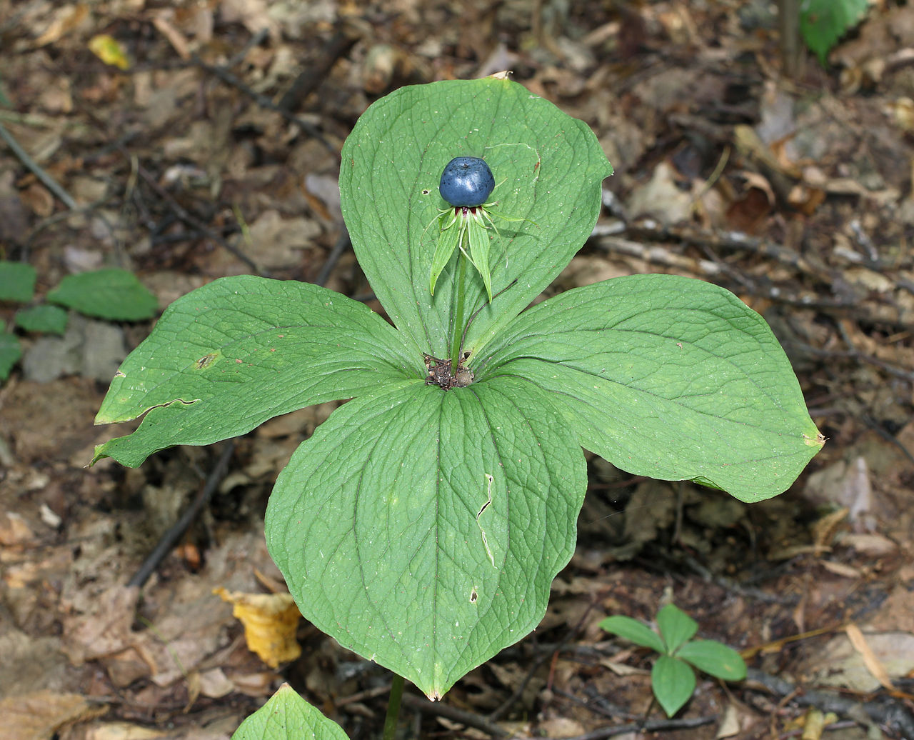 Paris quadrifolia 2011 G1.jpg