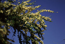 Acacia rigidula.jpg