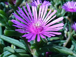 M. Delosperma lydenbergense flower.JPG