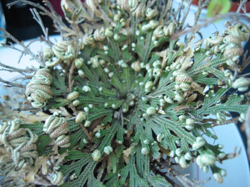 File:Selaginella lepidophylla gruen.jpeg