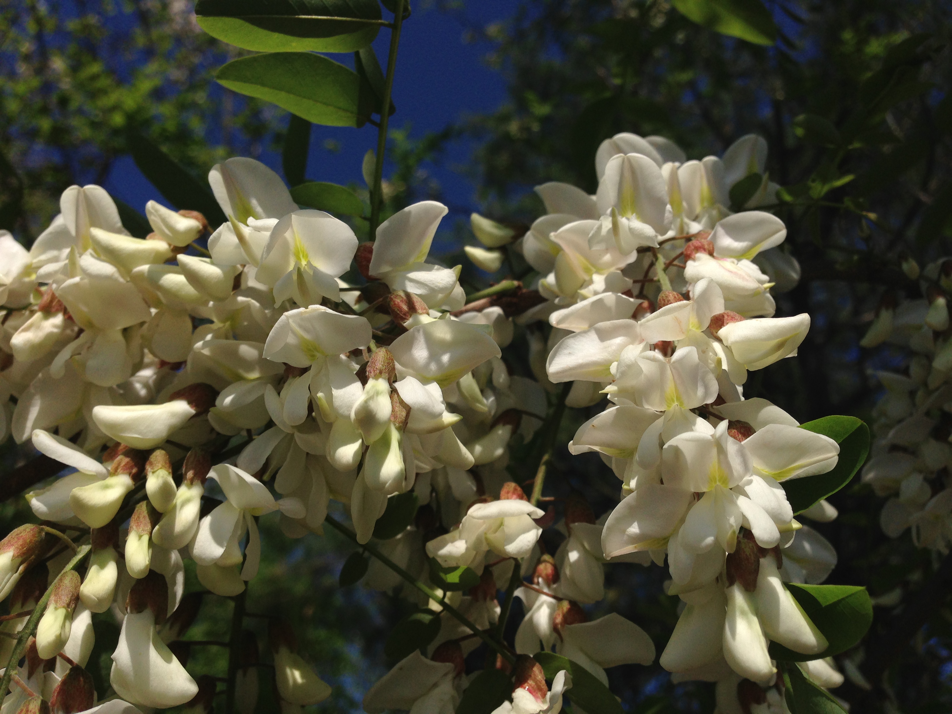 2014-05-17 10 00 41 Black Locust blossoms along Federal City Road at Interstate 95 in Lawrence Township, New Jersey.JPG