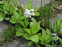 Menyanthes-trifoliata.JPG