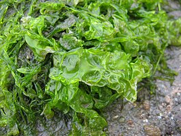 Зеленые водоросли