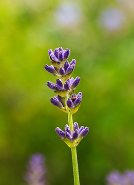 Lavandula latifolia. Locatie, De Kruidhof Buitenpost 02.jpg