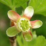 Ribes uva-crispa20090512 042.jpg