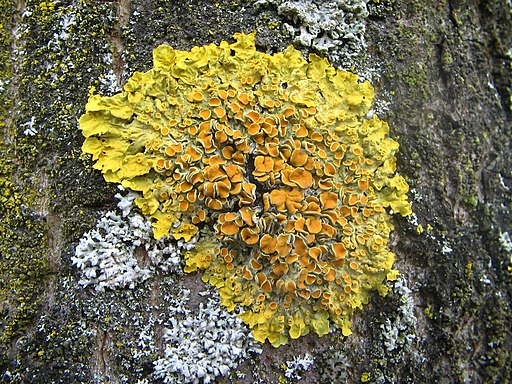 Xanthoria parietina