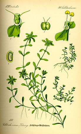 Illustration Callitriche palustris0.jpg