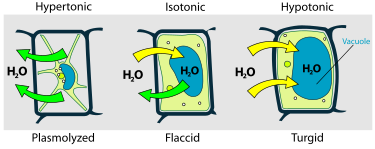 Turgor pressure on plant cells diagram.svg