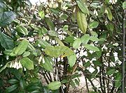 Elaeagnus pungens2.jpg