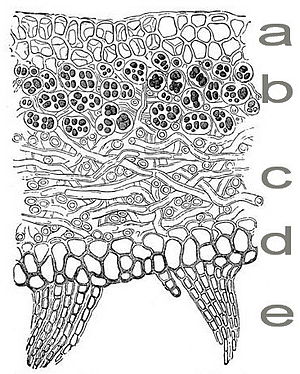 Строение лишайника