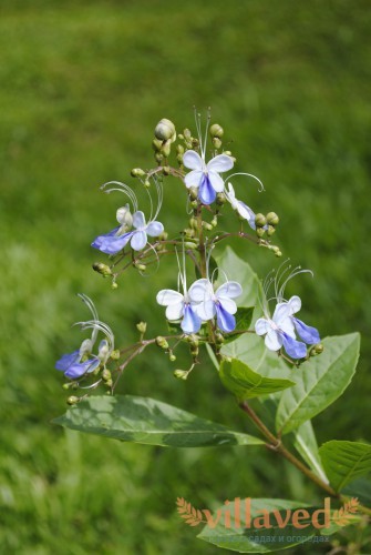 Clerodendrum ugandense