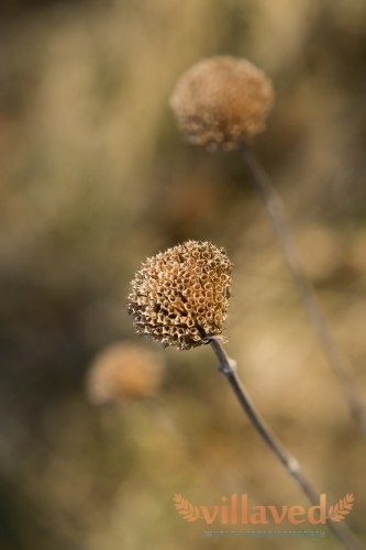 Дикий бергамот (Monarda fistulosa)