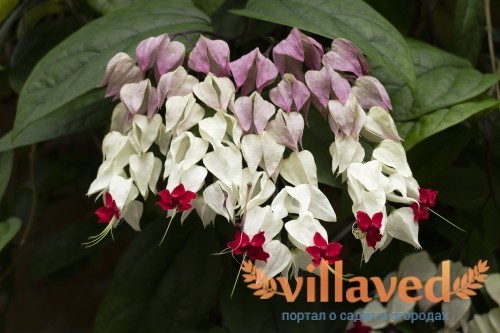 Clerodendrum thomsoniae