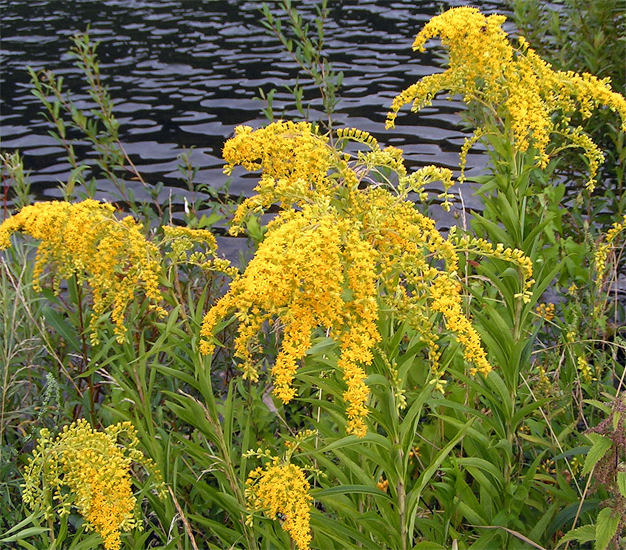 Ouachita Mountain Goldenrod