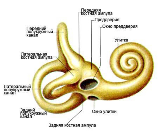 Внутреннее строение уха