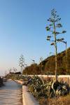 Agave americana