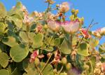 Capparis orientalis