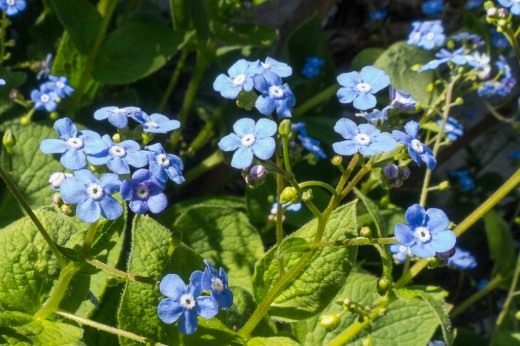 Бруннера крупнолистная (лат. Brunnera macrophylla)