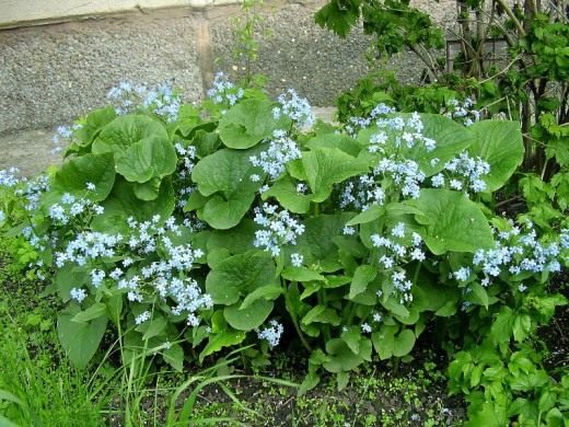 Бруннера сибирская (лат. Brunnera sibirica)