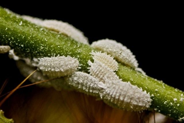 Мучнистые червецы (Pseudococcidae)