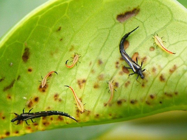 Трипсы, или пузыреногие (лат. Thysanoptera)