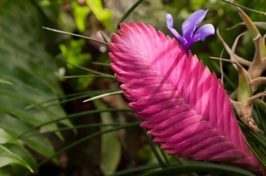 Тилландсия синяя (Tillandsia cyanea)