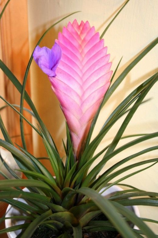 Тилландсия синяя (Tillandsia cyanea)