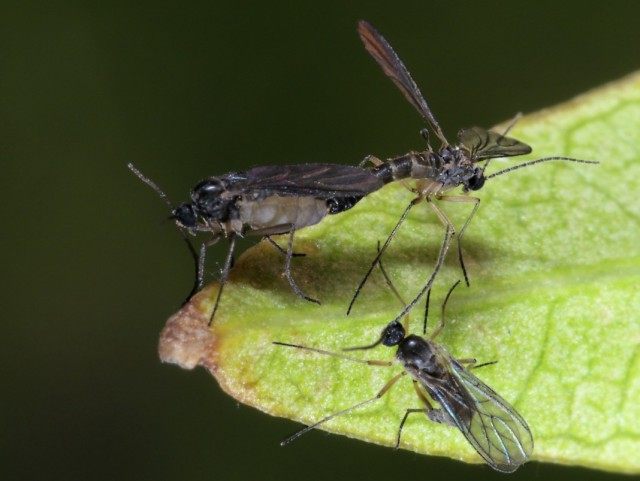 Сциарида (Sciaridae), или Листовой комарик, или Детритница, или Почвенный комарик, или цветочная мошка