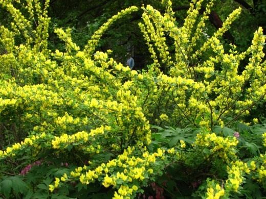 Ракитник русский (Cytisus ruthenicus) синоним Ракитник Цингера (Cytisus zingeri)