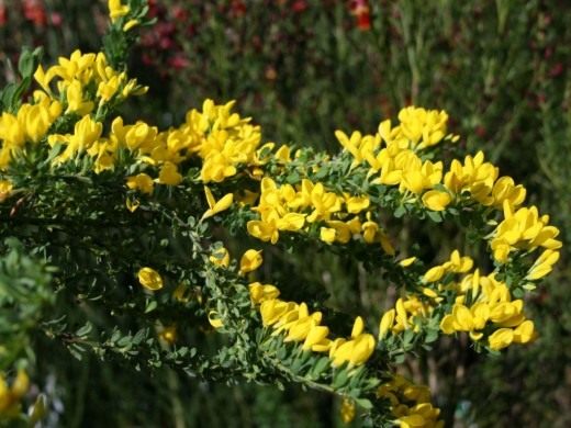 Ракитник стелющийся (Cytisus decumbens)