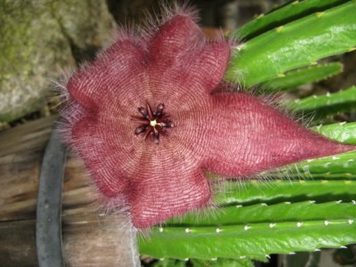 Стапелия (Stapelia)