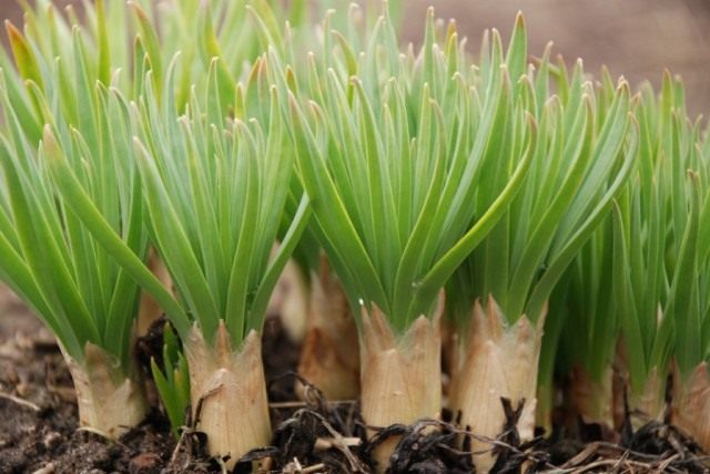 Весенние проростки Эремуруса узколистного (Eremurus stenophyllus)