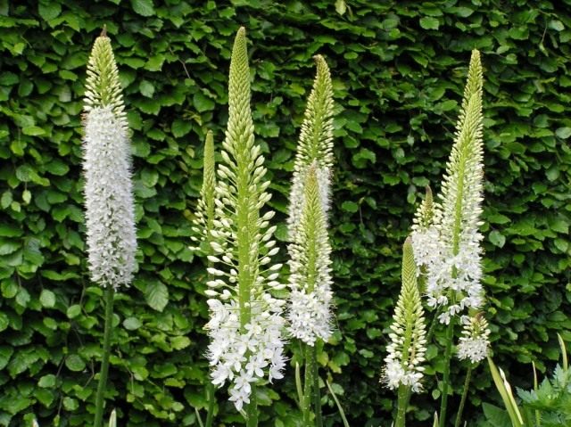 Эремурус гималайский (Eremurus himalaicus)