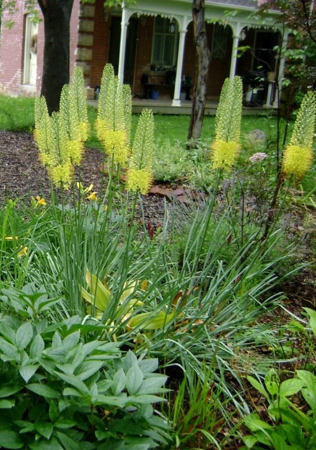 Эремурус Бунге (Eremurus bungei)