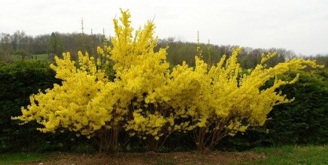 Форзиция, или Форсайтия, или форсиция (Forsythia)