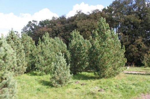 Сосны сибирские кедровые (лат. Pinus sibirica)