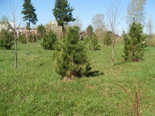 Молодые сибирские сосны кедровые в посаженной роще г.Коряжма