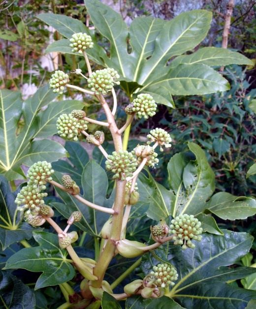 Фатсия (Fatsia)