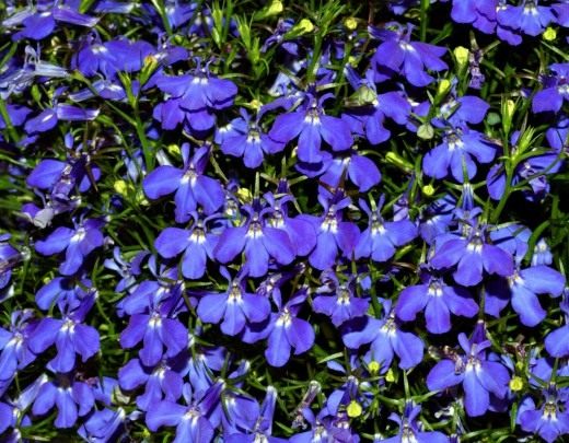 Лобелия длинночерешковая (Lobelia erinus)