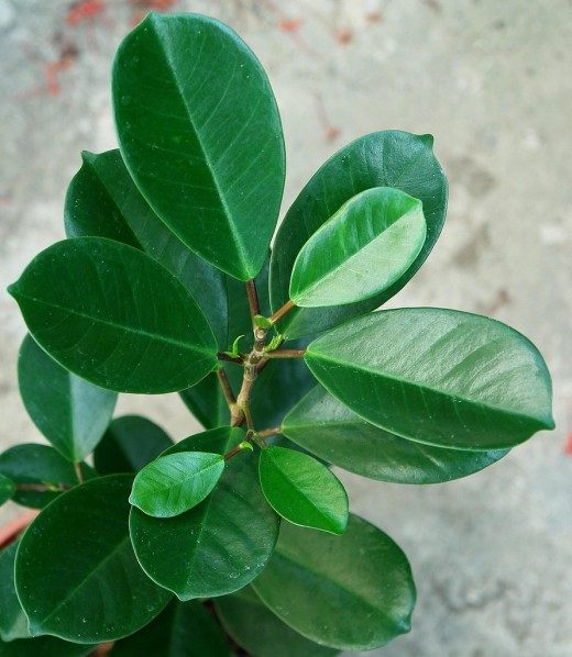 Фикус каучуконосный, или Фикус эластичный (Ficus elastica)