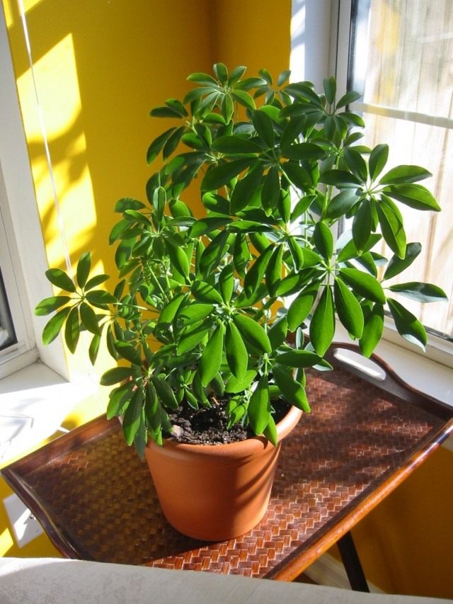 Шеффлера (Schefflera)