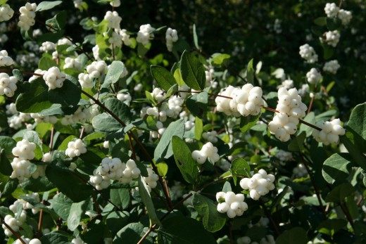 Снежноягодник белый, или Снежноягодник кистистый (Symphoricarpos albus)