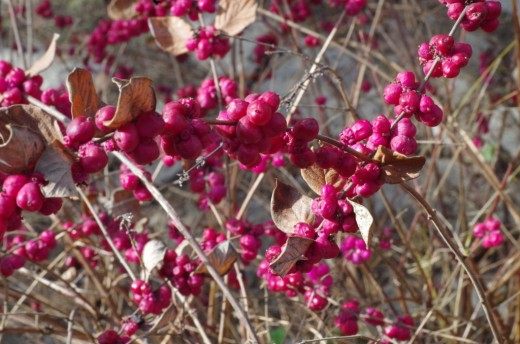 Снежноягодник округлый или «Кораллоягодник» (Symphoricarpos orbiculatus)