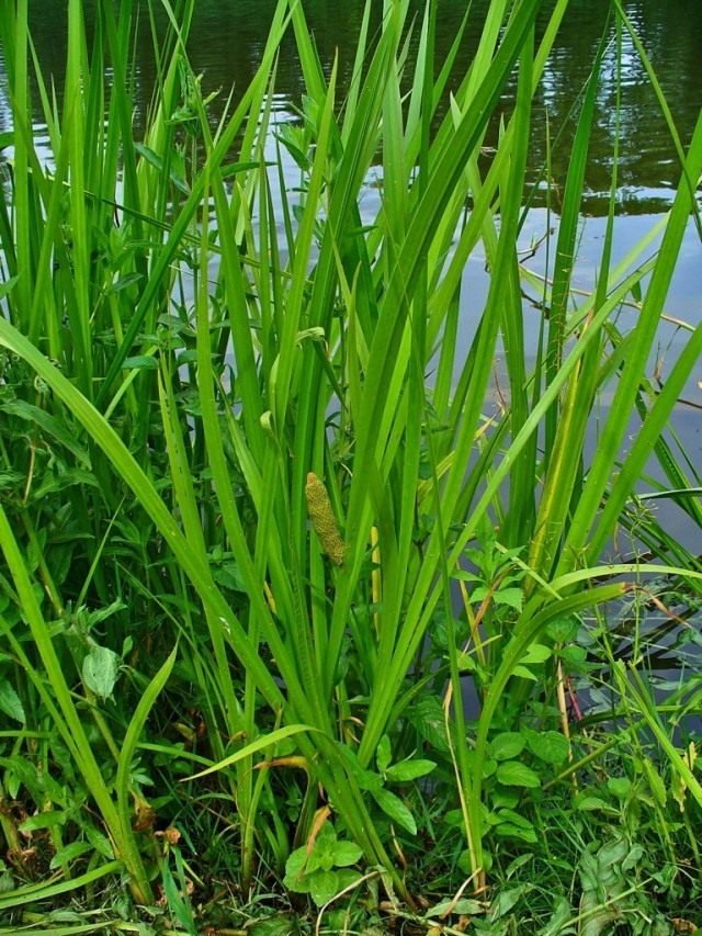 Аир обыкновенный, или болотный, или тростниковый, или Ирный корень (Acorus calamus)