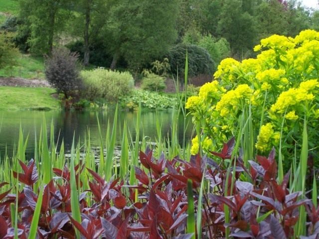 Молочай болотный (Euphorbia palustris)