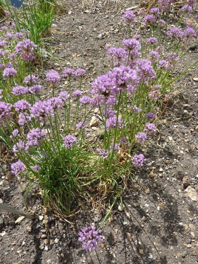 Лук угловатый, или Мышиный чеснок (Allium angulosum)